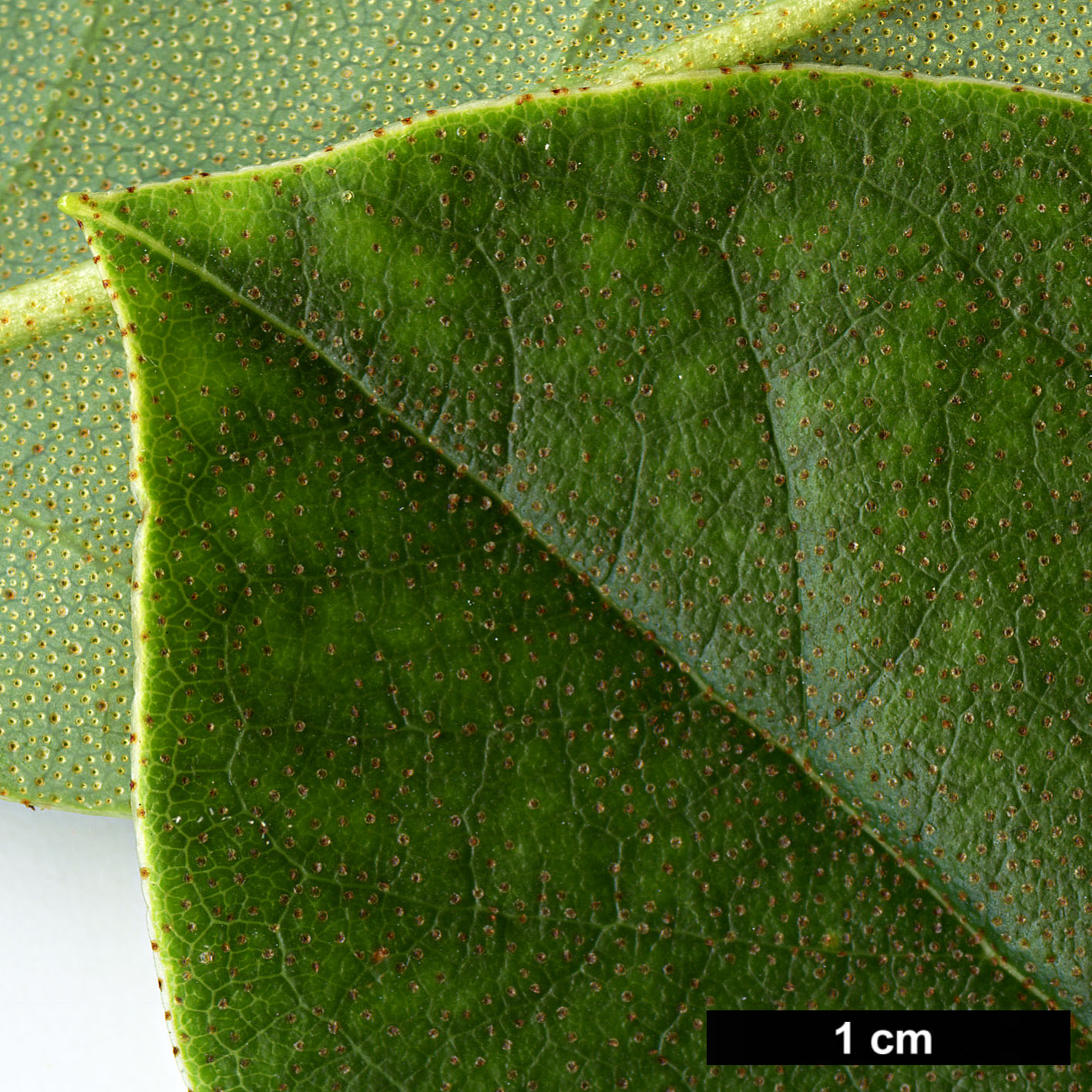 High resolution image: Family: Ericaceae - Genus: Rhododendron - Taxon: pachypodum